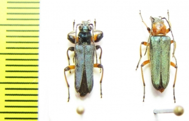 Anogcodes difformis, pair  Turkey - INSECTS-STORE.RU