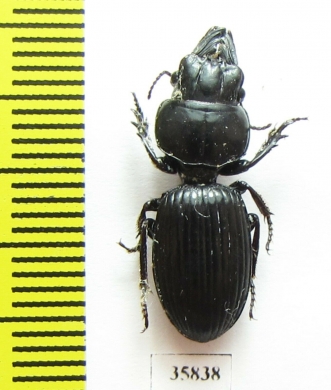 Carabidae sp.  Tanzania - INSECTS-STORE.RU