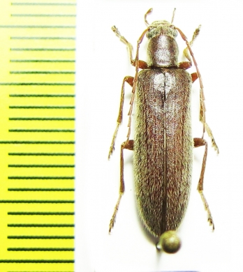 Sparedrus sp.  China, Shaanxi prov. - INSECTS-STORE.RU