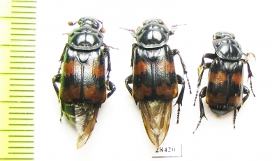 Nicrophorus investigator  Russia, Tver reg. - INSECTS-STORE.RU