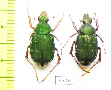 Tibiotrichius vietnamensis, pair  Laos - INSECTS-STORE.RU