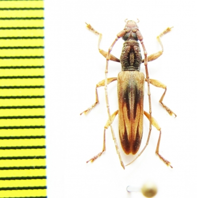 Cerambycidae sp.  Malaysia, Borneo - INSECTS-STORE.RU