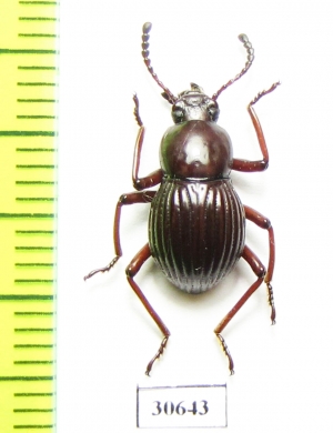 Tenebrionidae sp.  Indonesia, Kalimantan - INSECTS-STORE.RU