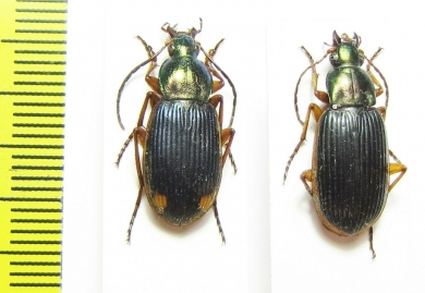 Carabidae sp.  South Africa Rep. - INSECTS-STORE.RU
