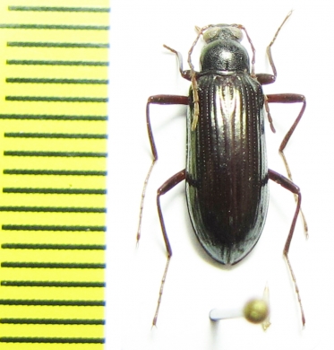 Tenebrionidae sp.  Malaysia - INSECTS-STORE.RU