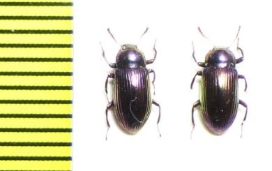 Tenebrionidae sp.  Malaysia, Borneo - INSECTS-STORE.RU