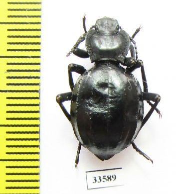 Akis trilineata algeriana  Morocco - INSECTS-STORE.RU