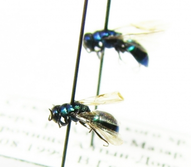 Chrysididae sp.  Kirgizstan - INSECTS-STORE.RU