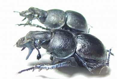 Lethrus crenulatus, male  Kazakhstan - INSECTS-STORE.RU