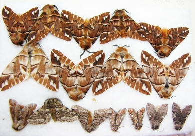 Endromidae, Endromis versicolora, pair  Russia, Tver reg. - INSECTS-STORE.RU