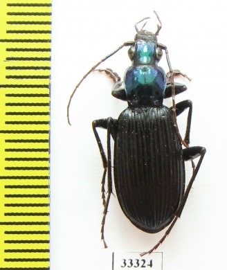 Chlaenius sabahensis  Malaysia, Borneo - INSECTS-STORE.RU