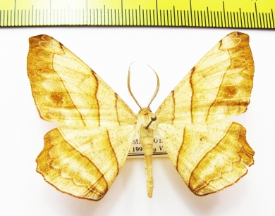 Geometridae sp.  Nepal - INSECTS-STORE.RU