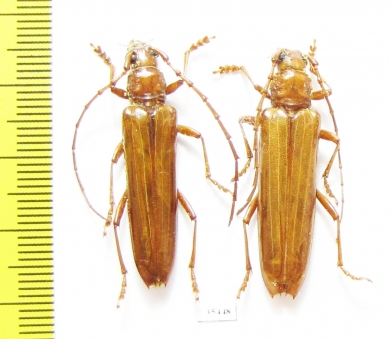 Cerambycidae sp., pair  Mexico - INSECTS-STORE.RU