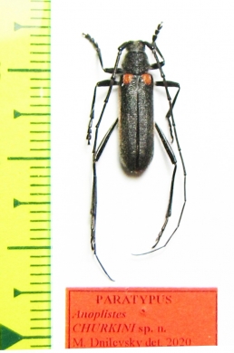 Anoplistes churkini, male  Kirgizstan  PARATYPUS - INSECTS-STORE.RU