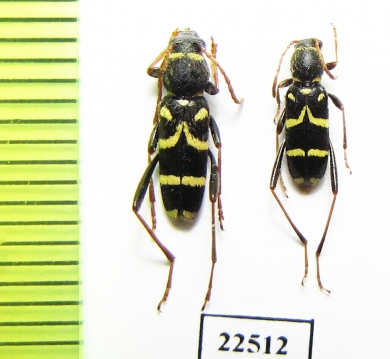 Clytus rhamni bellieri  France, Corsica - INSECTS-STORE.RU