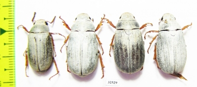 Melolonthinae sp., pair  China, Guangxi prov. - INSECTS-STORE.RU