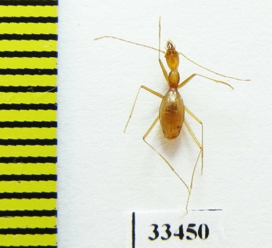 Aphaenops tiresias tiresias  France - INSECTS-STORE.RU