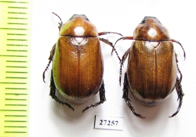 Rutelinae sp.  South Africa Rep. - INSECTS-STORE.RU