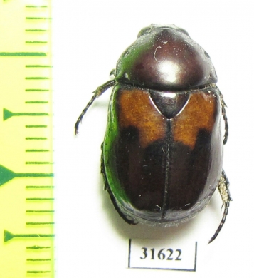 Parastasia sp.  Indonesia, Timor isl. - INSECTS-STORE.RU