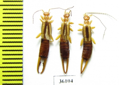 Dermaptera sp.  Thailand - INSECTS-STORE.RU