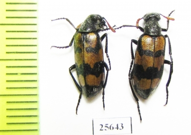 Meloidae sp.  South Africa Rep. - INSECTS-STORE.RU