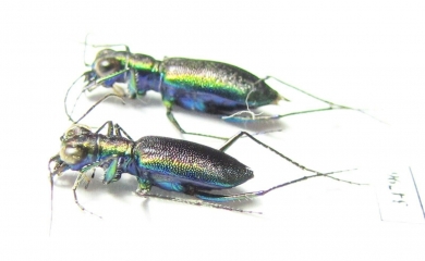 Prothyma ? leprieuri, pair  Ethiopia - INSECTS-STORE.RU