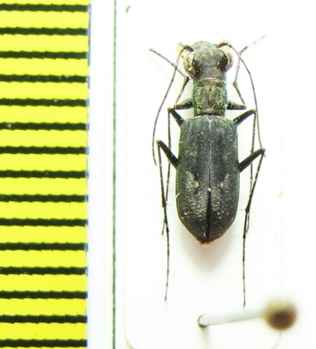 Cylindera sp.  Nepal - INSECTS-STORE.RU