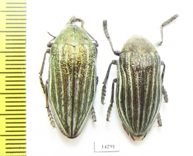 Julodis andreae  Iran, Qazvin prov. - INSECTS-STORE.RU