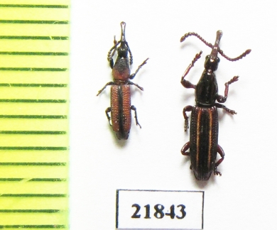 Brentidae sp.  Indonesia, Sumatra - INSECTS-STORE.RU