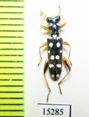 Cleridae sp. Laos - INSECTS-STORE.RU