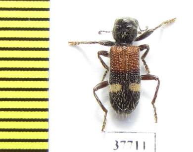 Cleridae sp.  South Africa Rep. - INSECTS-STORE.RU