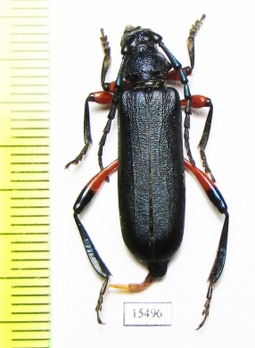 Hadromastix ruficrus  Tanzania - INSECTS-STORE.RU