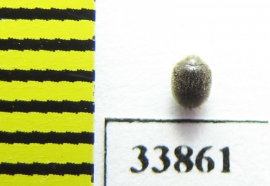 Dorcatoma sp.?  Vietnam - INSECTS-STORE.RU