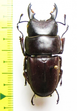 Dorcus taurus cribriceps  Philippines - INSECTS-STORE.RU