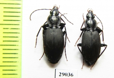 Carabidae sp.  Tanzania - INSECTS-STORE.RU