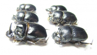 Copris lunaris, pair  Russia, Ingushetia reg. - INSECTS-STORE.RU