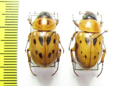 Cyclocephala sp.  Peru - INSECTS-STORE.RU