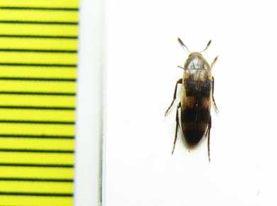 Orchesia elegantula  Russia, Far East - INSECTS-STORE.RU