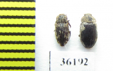 Zopheridae sp.?  Thailand - INSECTS-STORE.RU