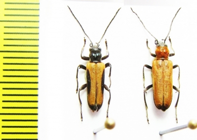 Anogcodes melanurus, pair  Ukraina - INSECTS-STORE.RU