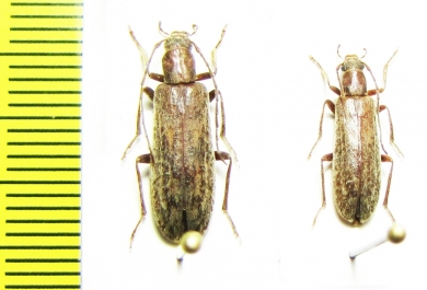 Sparedrus sp.  Tajikistan - INSECTS-STORE.RU