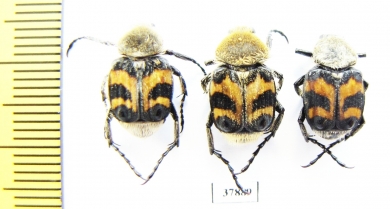 Trichius fasciatus  Russia, Tver reg. - INSECTS-STORE.RU