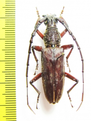 Cerambycidae sp.  Malaysia, Borneo - INSECTS-STORE.RU