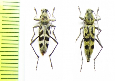 Chlorophorus arciferus, C.quatuordecimmaculatus  Thailand - INSECTS-STORE.RU