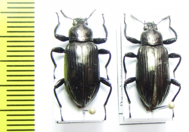 Tenebrionidae sp.  Indonesia, Kalimantan - INSECTS-STORE.RU