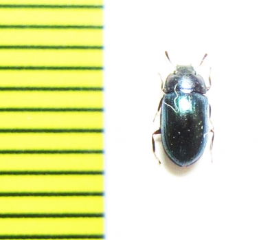 Tenebrionidae sp.  Malaysia - INSECTS-STORE.RU