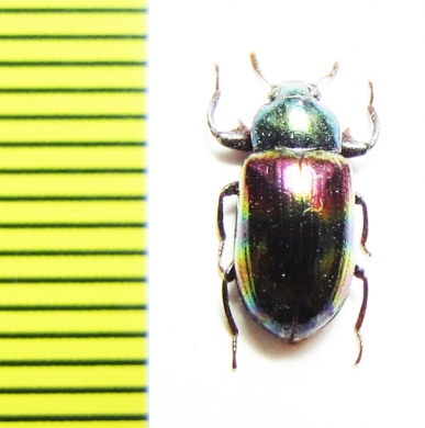 Tenebrionidae sp.  Malaysia, Borneo - INSECTS-STORE.RU