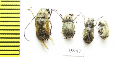 Anthribidae sp.  Tanzania - INSECTS-STORE.RU