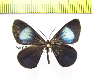 Sangala alcera  Peru - INSECTS-STORE.RU