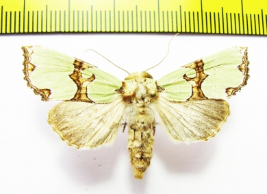 Noctuidae sp.  Russia, Ryazan reg. - INSECTS-STORE.RU